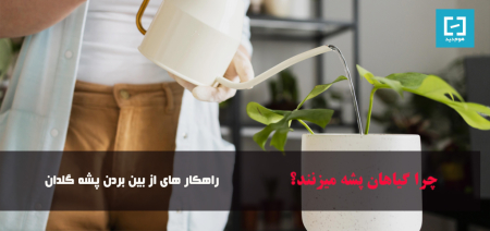 چرا گیاهان پشه میزند + راهکار درمان و روش از بین بردن