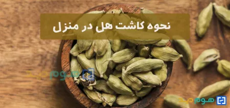 کاشت هل در گلدان