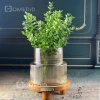 گلدان شیشه ای الیزا - رنگ شامپاینی